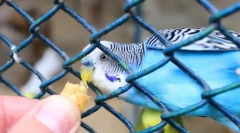 Misia je splnená: ako rýchlo hovoriť wavy parrot